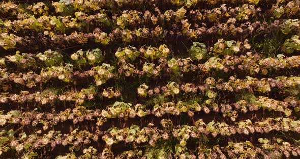 Sunflower Field Agriculture Oil Production