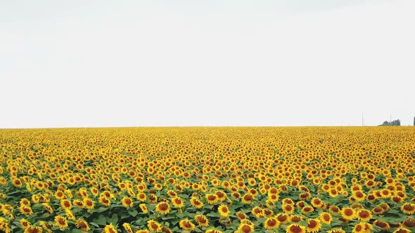 Big plantation of yellow and brown sunflowers with green leaves growing in the field.