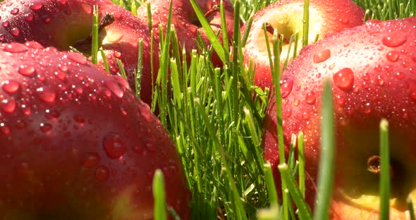 Closeup Beautiful Red Apple Fruits with Water Drops on Green Grass with Sunlight