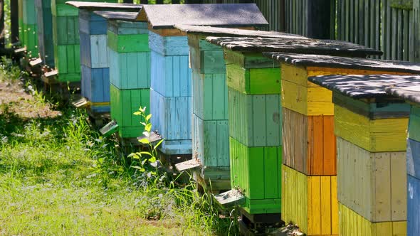 Colorful beehives with bees in countryside, Poland in summer