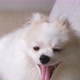 4k uhd cute relax white hair pomeranian dog look at camera smile with tongue out - VideoHive Item for Sale