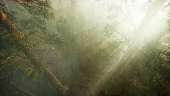 Drone Breaking Through the Fog To Show Redwood and Pine Tree