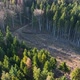 Aerial View of Pine Forest with Large Area of Cut Down Trees As Result of Global Deforestation - VideoHive Item for Sale