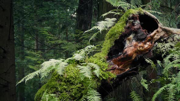 Old Tree With Moss And Ferns Growing On It