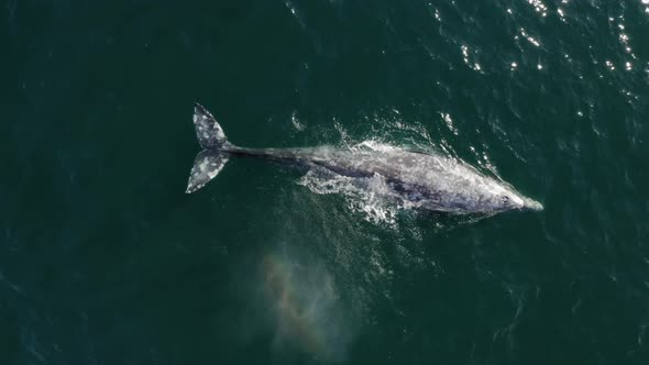 Endangered Wildlife Areal Drone Footage 