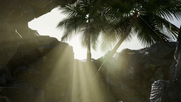 Big Palms in Stone Cave with Rays of Sunlight