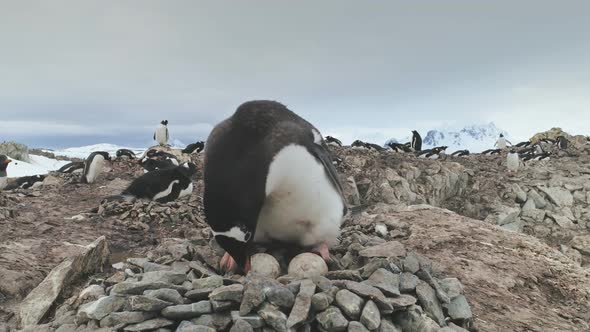 Adult Gentoo Penguin Take Care Egg Camera View