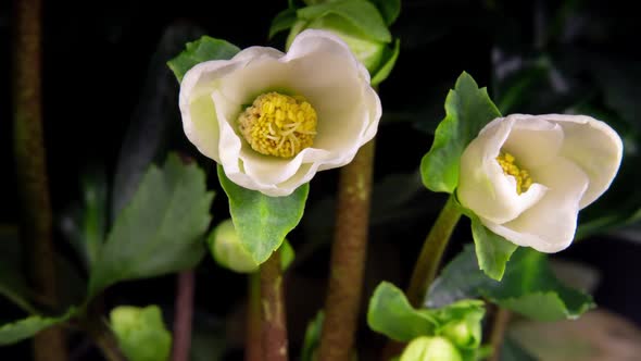 Hellebore Flower White Color Blooming Buds in Time Lapse on a Green Leaf Background