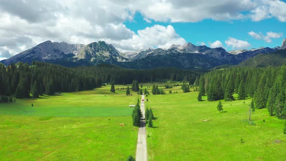 Aerial View of Country Asphalt Road in Mountain with Pine Forest in Durmitor Montenegro