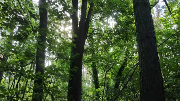 Forest with Trees on a Summer Day Slow Motion