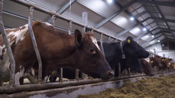 Norwegian red cows in grid eating fresh hay inside modern barn. Healthy animal husbandry. Static clo