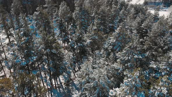 Aerial Top Down Flyover Shot of Winter Spruce and Pine Forest. Trees Covered with Snow, Rising