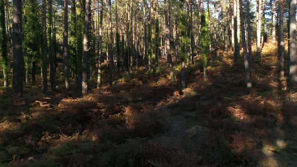 Forest Trees