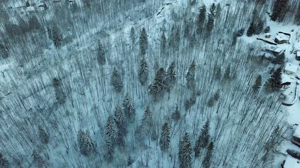 Drone shot flying over snowy alpine trees, camera panning up