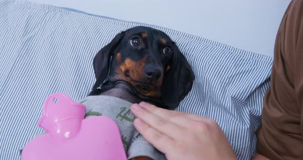 Sick Dachshund Dog Lies on Pillow with Warm Heating Pad