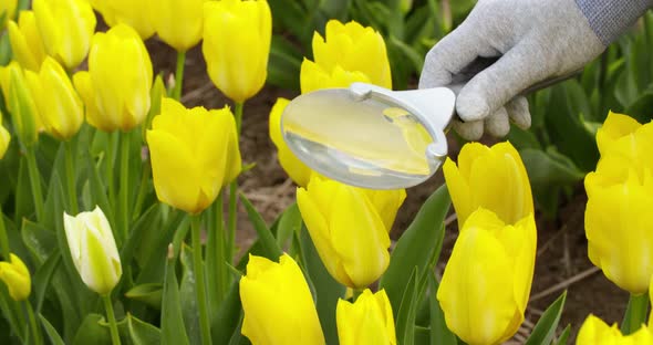 Agriculture Farmer Working at Tulips Field in Holland