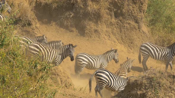 Zebras walking on dusty terrain