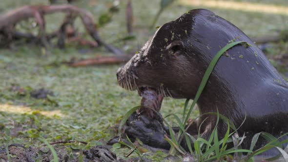 River otter holding and eating fish