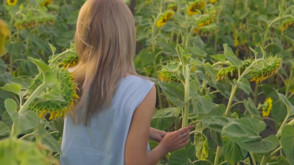 Back View of Unrecognizable Blond Woman Walking in a Field of Sunflowers