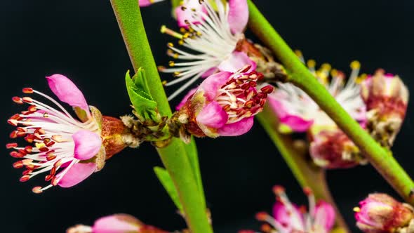 Peach Flower On Black 2