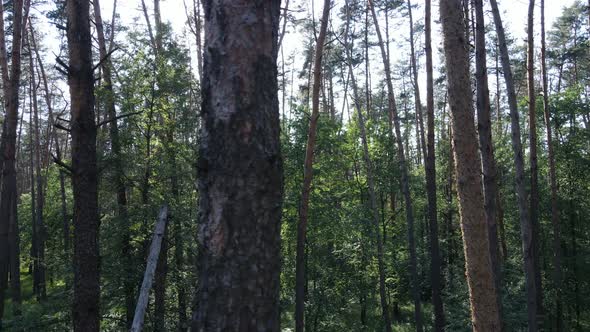 Trees in the Forest By Summer Day