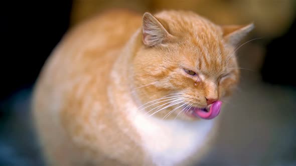 Portrait of Cute Orange Cat Licks its Whiskers