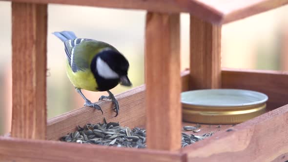 Tit bird (Parus major) pecks seeds in the bird table