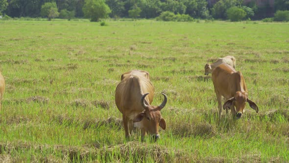 Cows eating green rice and grass field in Kanchanaburi district, Thailand