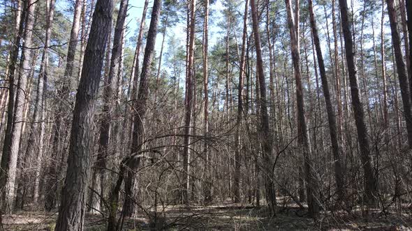 Forest Landscape Aerial View Slow Motion