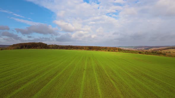 Aerial view of bright green agricultural field in early spring.