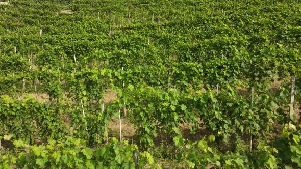 Vineyard Agriculture in Barbaresco Monferrato, Piedmont