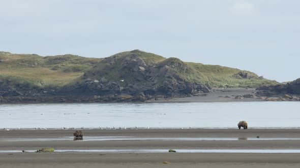 Grizzly Bears and Seagulls Hanging Along Shore with Hill Background