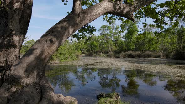 Floodplain Forest