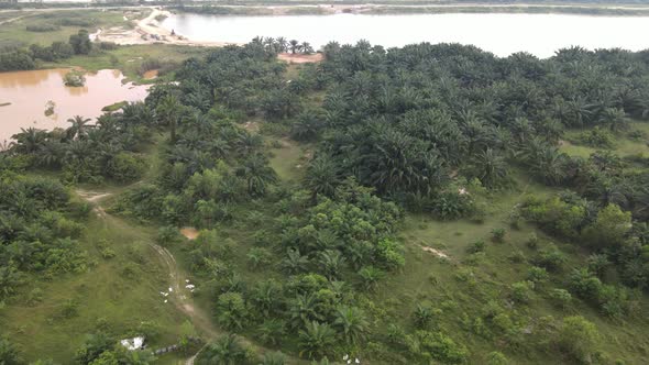 Aerial view of oil palm plantation and lake in Desa Pinggiran Putra