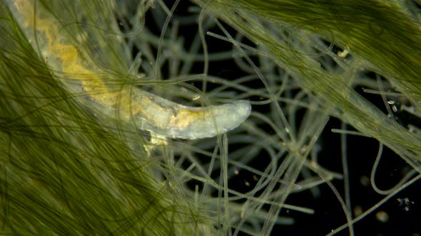 Worm Nais Sp. Under a Microscope, the Tubificidae Family, a Subclass of Oligochaeta