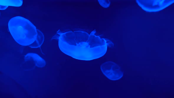 Jellyfish swim slowly in blue water under neon light