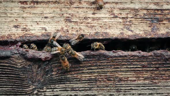 Bees At Hive Opening Flying Around