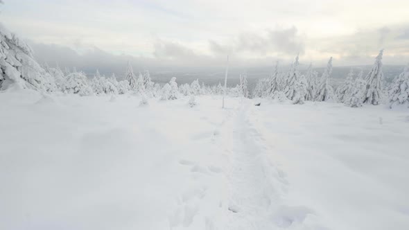 A Snowcovered Forest Winter Landscape  a Trodden Path in the Snow