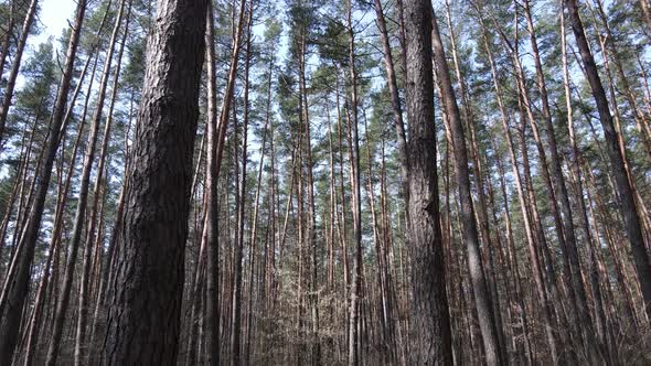 Trees in a Pine Forest During the Day Aerial View