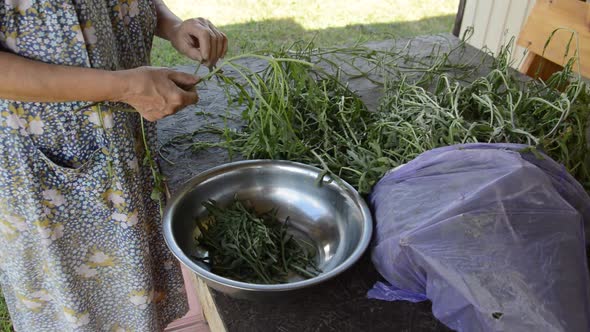 Cleaning herb arugula for vegetarian eating