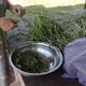 Cleaning herb arugula for vegetarian eating - VideoHive Item for Sale