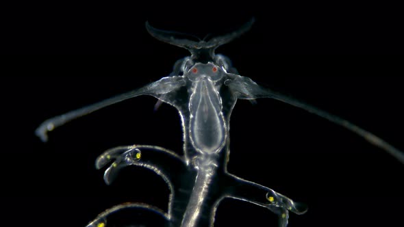 the Worm Polychaeta, Genus Tomopteris Under a Microscope, Holoplankton Spends the Entire Life Cycle