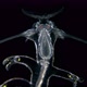 the Worm Polychaeta, Genus Tomopteris Under a Microscope, Holoplankton Spends the Entire Life Cycle - VideoHive Item for Sale