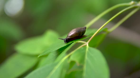 A Snail Glides on a Green Leaf. Snail with a Shell on Its Back