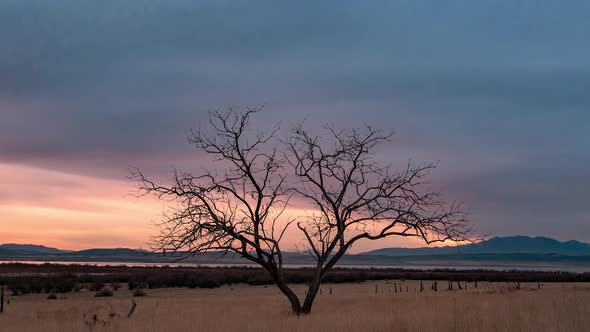 Time lapse viewing single tree during colorful sunset