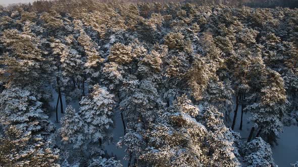 Pine Forest In Winter Covered With Snow