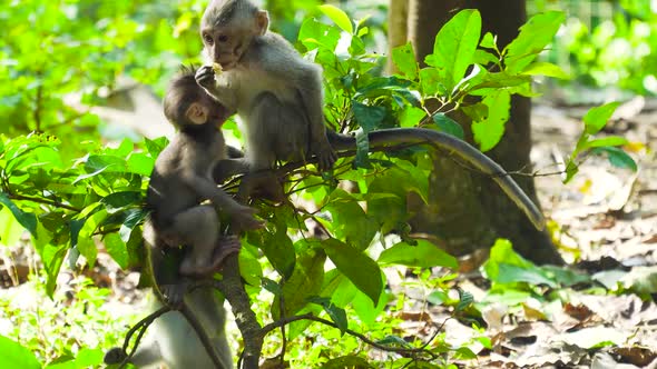 Monkeys in the Forest