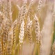 Yellow Wheat Field - VideoHive Item for Sale