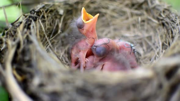 Newborn blackbirds calling for their mother in a nest.