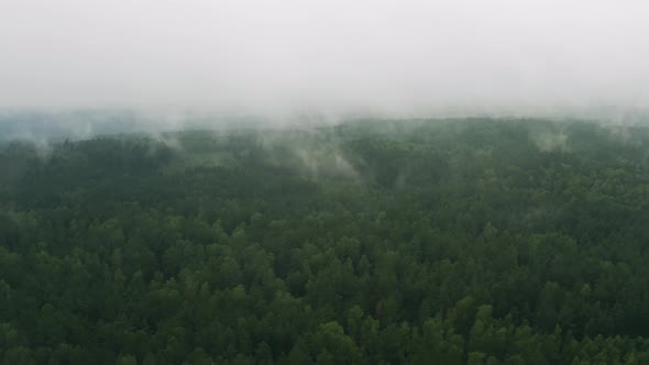 Aerial Top View Drone Flies Over Green Forest and Rain Clouds Rolling Over Woodland. Foggy Morning